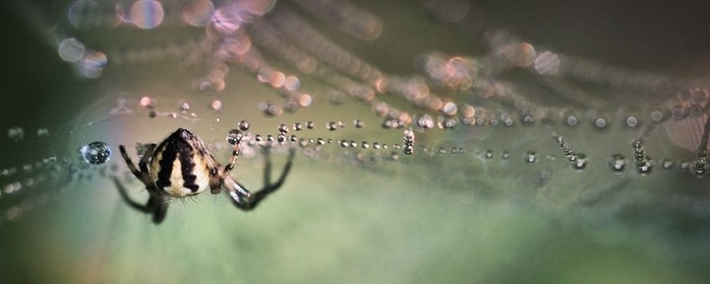 蜘蛛在家窗外结网居住的征兆
