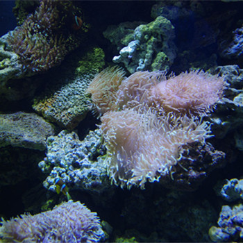 珊瑚的功效与作用