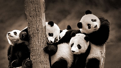 梦见熊猫,梦见熊猫代表什么意思？