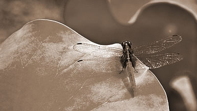 梦见蜻蜓,梦见蜻蜓代表什么意思？