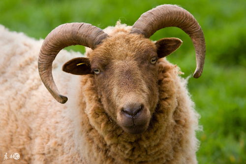 1967年属羊的今年多大岁数
